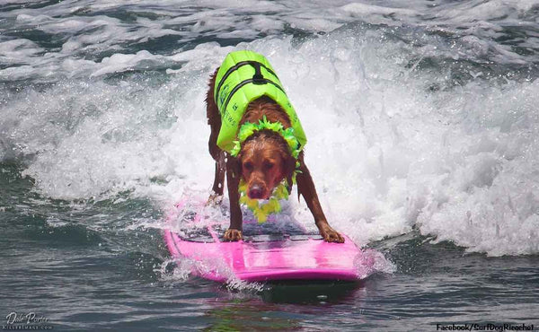 Ricochet, la perra surfera que todo el mundo quiere conocer